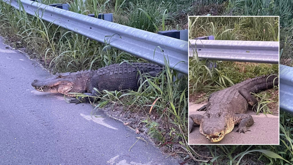 Alligator does ‘death roll’ while North Carolina cops wrangle him in: ‘He’s growling’