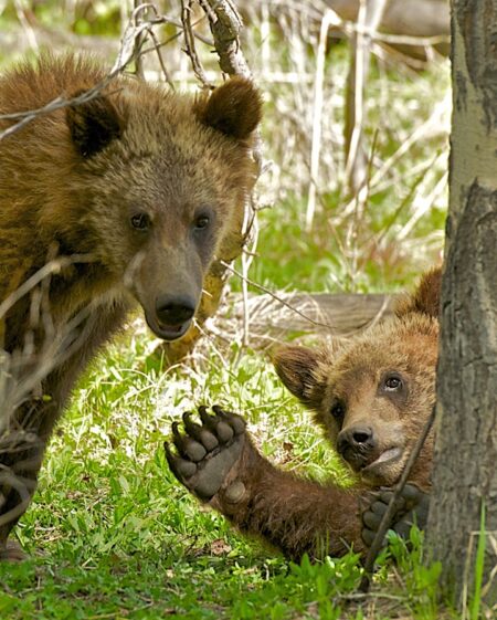 Surprise grizzly bear encounter in Wyoming’s Grand Teton sends Massachusetts man to hospital