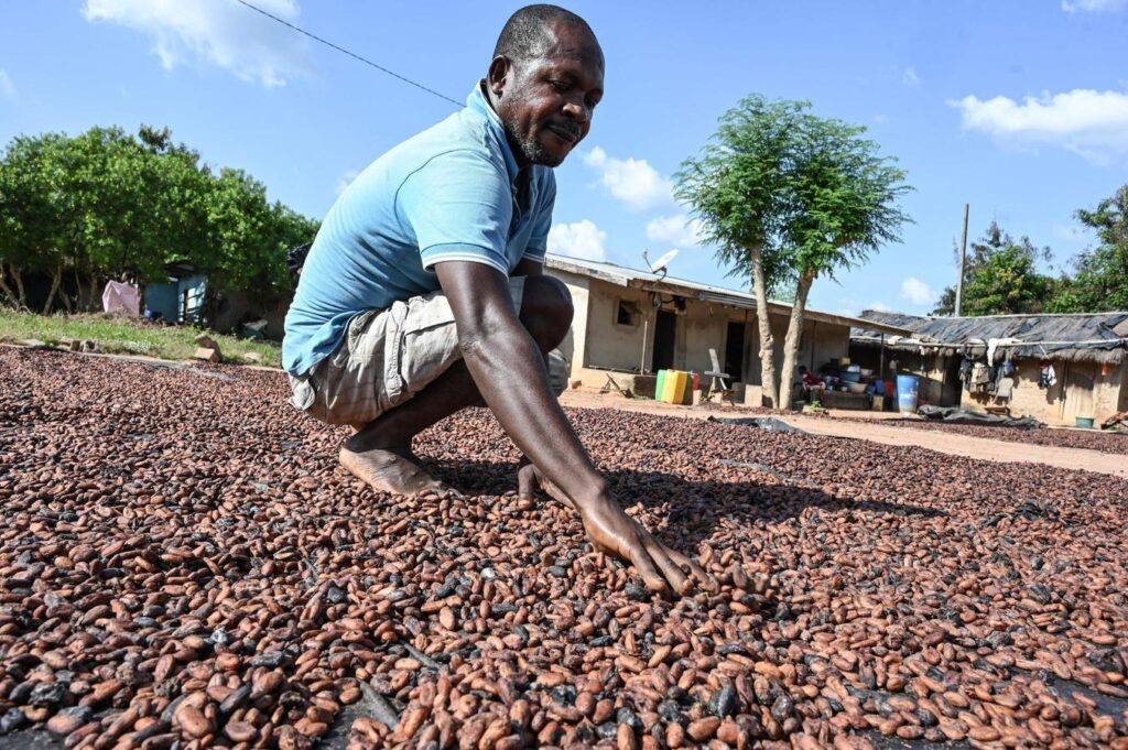 Cocoa Prices Retreat Nearly 20% Impacting Africa’s Leading Exporters