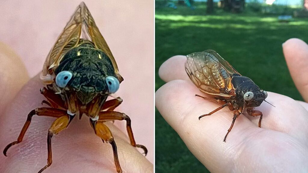 Extremely rare “blue-eyed” cicada spotted in Chicago suburb