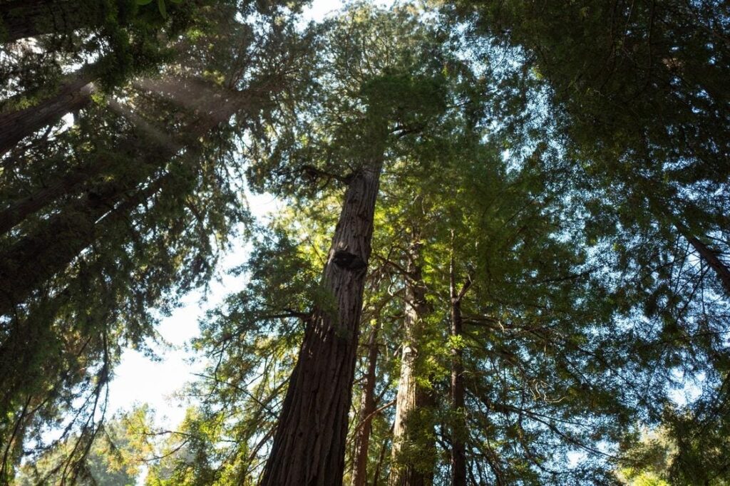 Sierra Club Foundation & iconik Give Proxy Voting Huge Upgrade