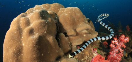 Meet 18 ‘Aquatic-Venomous’ Animals, Revealed In Dazzling Underwater Photos