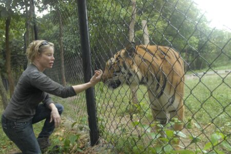 How Reintroducing Tigers Signals Hope For Climate, Forests, And Indigenous Communities