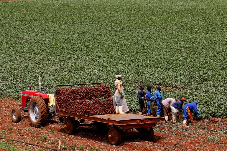 Farm workers in South Africa