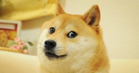 Kabosu, the dog behind the ‘doge’ internet meme, has died