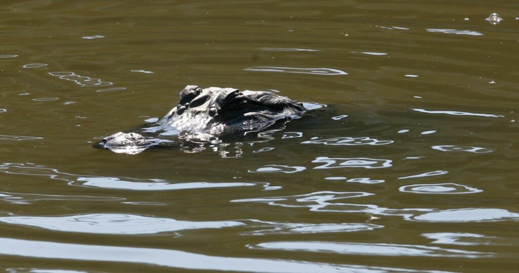 Police kill alligator after it was found with a missing woman’s remains in its mouth