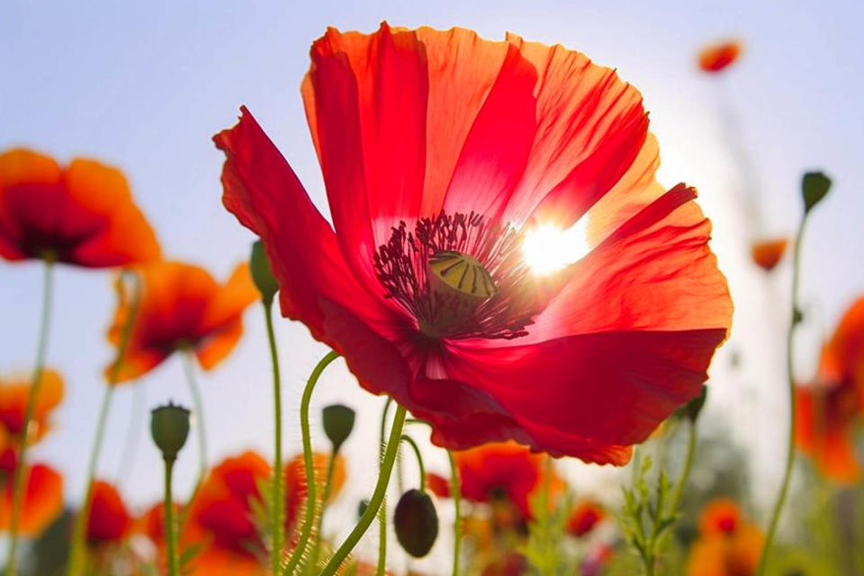 poppy flower (Getty Images)