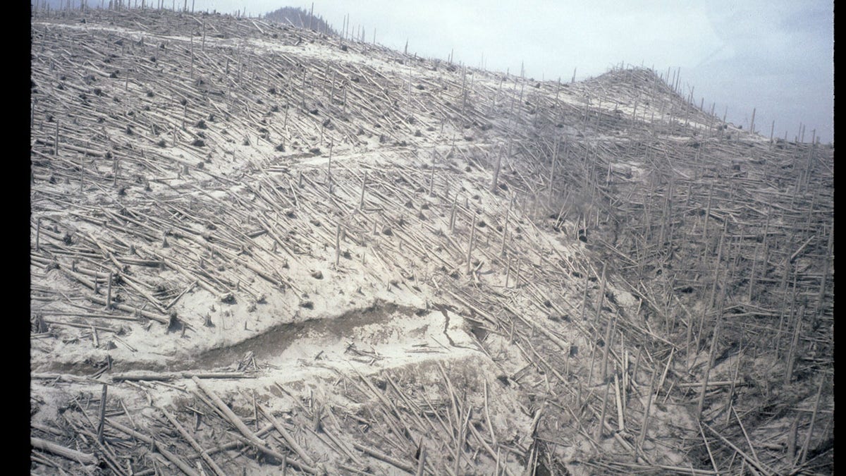 Mount St. Helens Forest