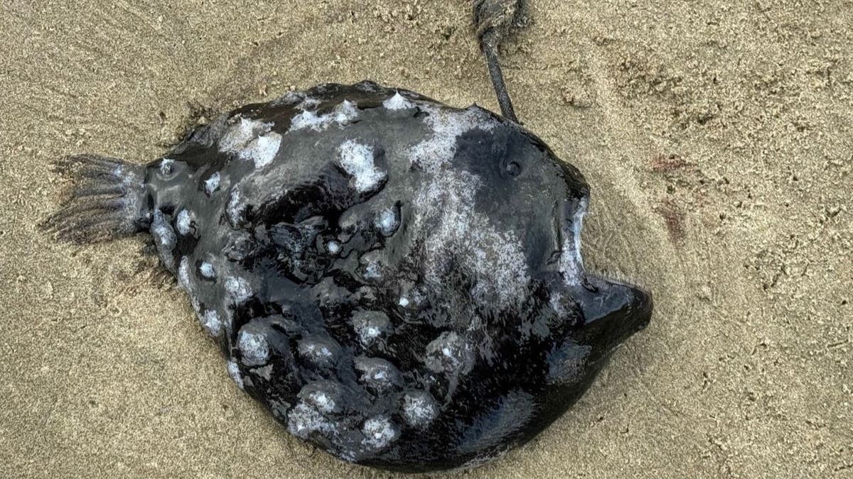 Close-up of dead Pacific football fish