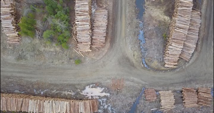 B.C. forestry practices under scrutiny in documentary shown in U.K.