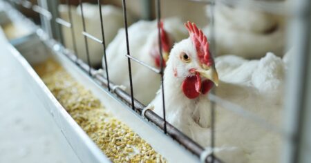 Australian Child Infected with Bird Flu: Know These Symptoms