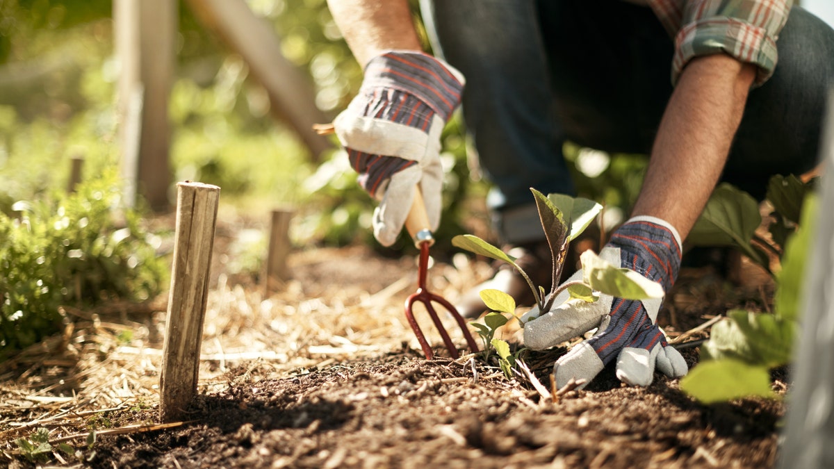 person gardening