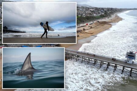 Popular Cali beach closed for Memorial Day after shark bumped surfer off his board