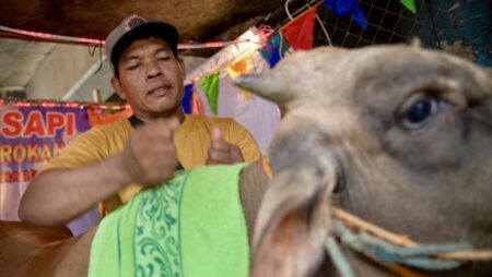 Moo-sage: Indonesia salon gets cows in shape for Hari Raya Haji sacrifice