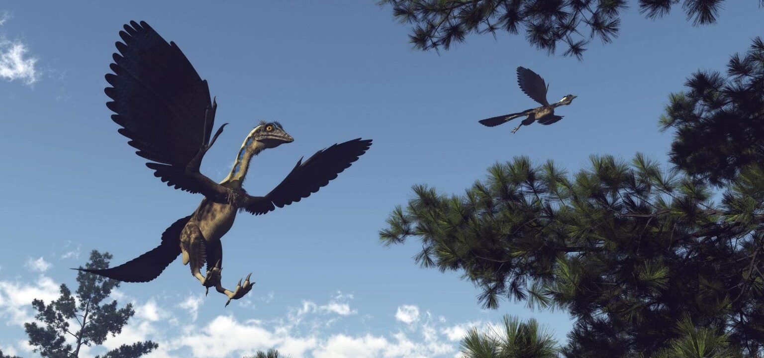 New Dinosaur Fossil Tells The Story Of How Birds Took To The Skies