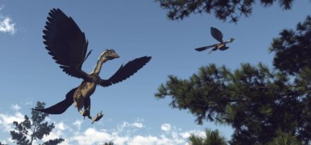 New Dinosaur Fossil Tells The Story Of How Birds Took To The Skies