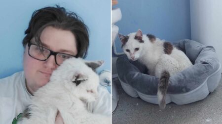 Cat reunited with owner 12 years after disappearing from family home: ‘Didn’t feel real’