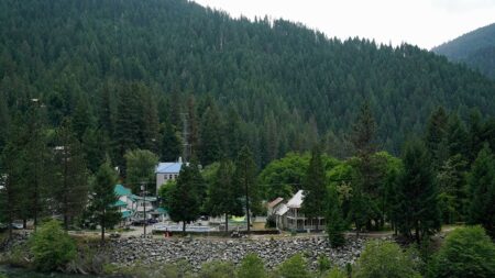 Woman’s 2023 death was first fatal black bear attack on a human in California history, officials say