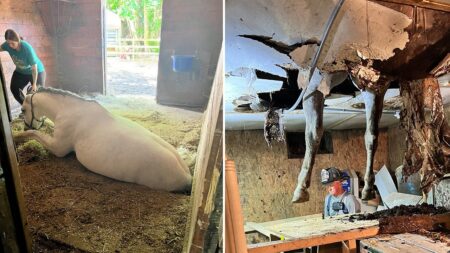 Massachusetts horse ‘fully recovered’ after falling through barn floor: ‘Walking and trotting normally’