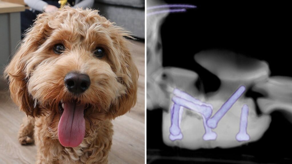 Curly-haired dog given second chance at life after receiving 3D-printed surgical screws: He’s a ‘puppy again’