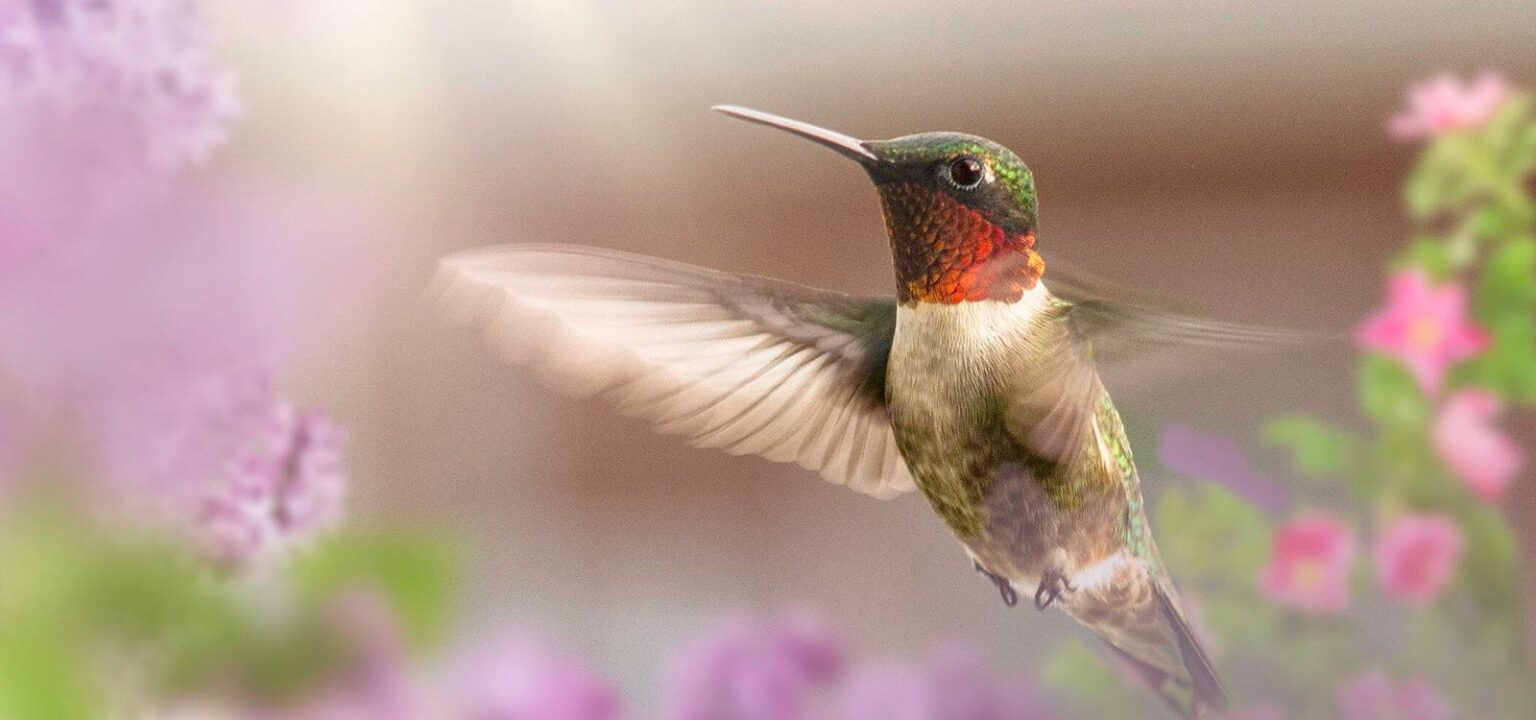 9 Gorgeous ‘Hummers’ From A Photocrowd Contest—And The 3 Winners