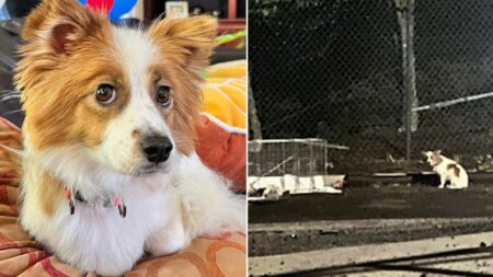 Missing dog in Virginia captured after 6 months on the run: ‘Almost lost hope’
