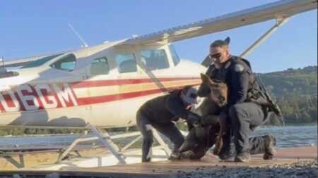 Alaska man, police officers rescue baby moose from ‘sure demise’ after getting stuck in a lake