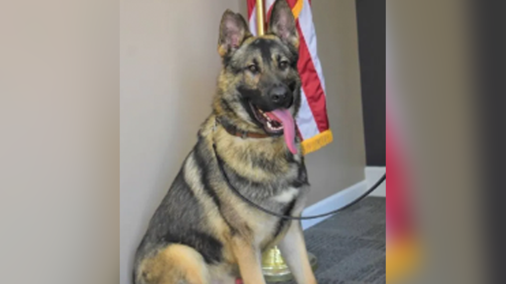 Missouri K-9 officer dies after being left inside hot car overnight: ‘Tremendous loss’