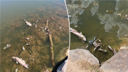 Officials stumped by hundreds of dead fish found in pond: ‘Still being investigated’