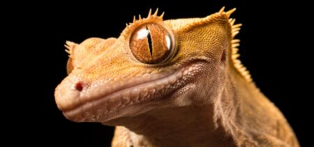 Meet The Dazzling Gecko That Went From ‘Extinct’ To 8th Most Popular Pet Reptile