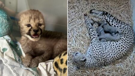 Cheetah cub, an ‘only child,’ is moved into ‘foster family’ to increase its odds of survival