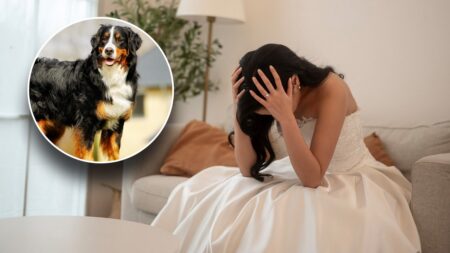 Reddit user seeks advice on wedding after sister insists on bringing her ‘demon’ dog