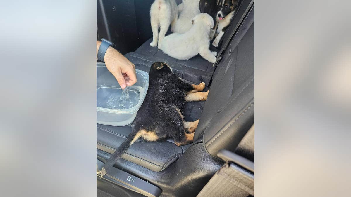 puppies rescued in texas
