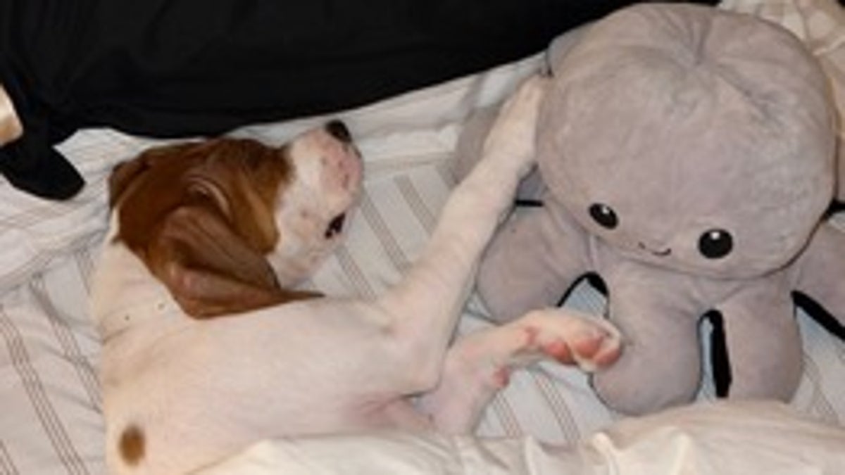 Two months after Beau was adopted by Pereira, he showed signs of major health issues and was acting differently.Â