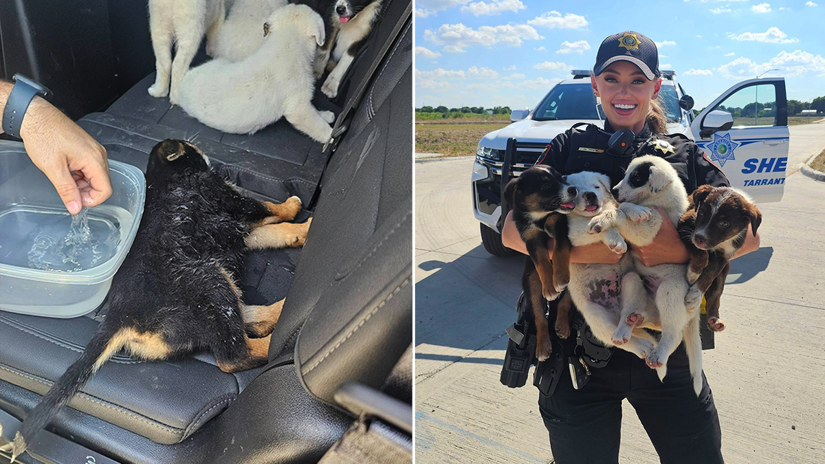 rescued tx puppies split