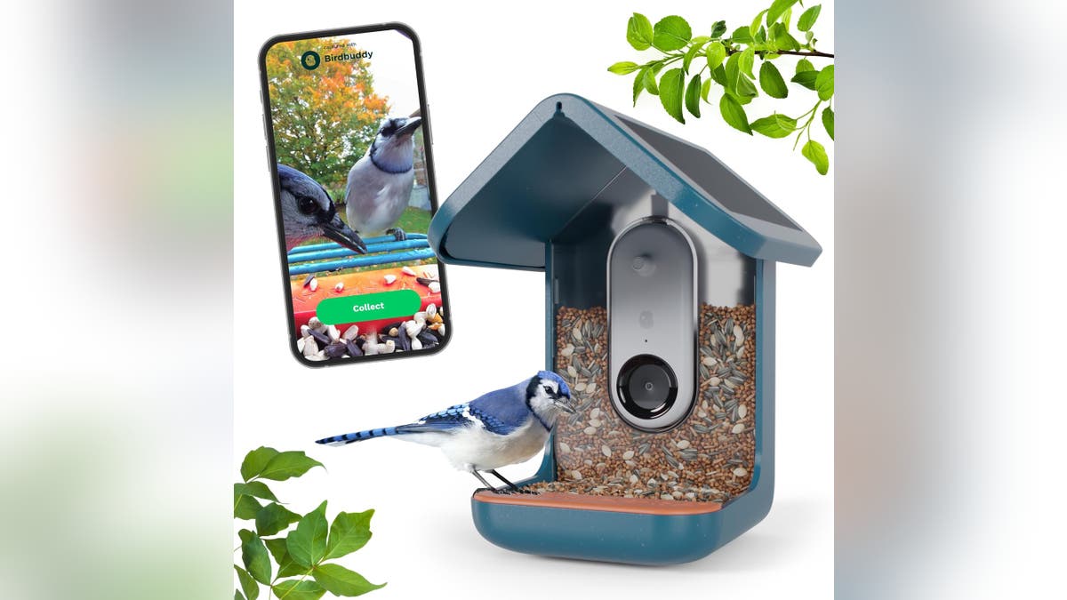 Watch and identify birds right from your phone.