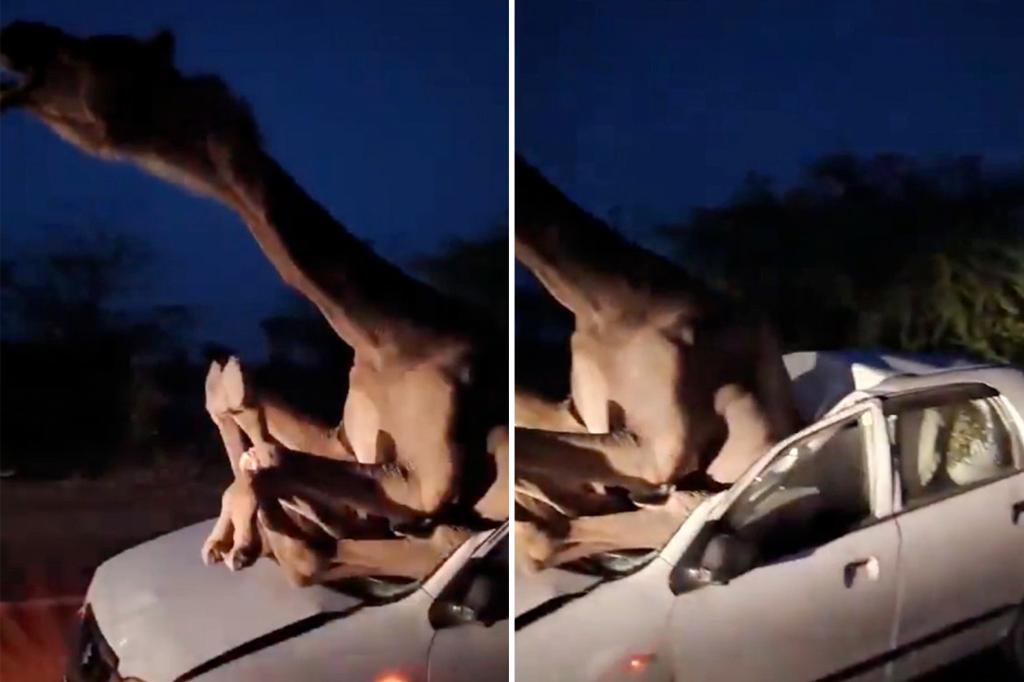 Camel trying to cross road smashes through car windshield