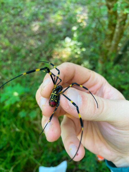 Joro spiders, giant, venomous flying arachnids, are here to stay, pest experts say