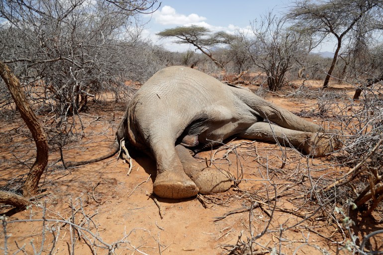 Elephant killed by Kenya wildlife services