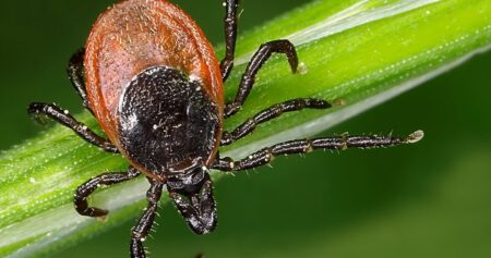 Tick season is back. How to stay safe around these risky bloodsuckers