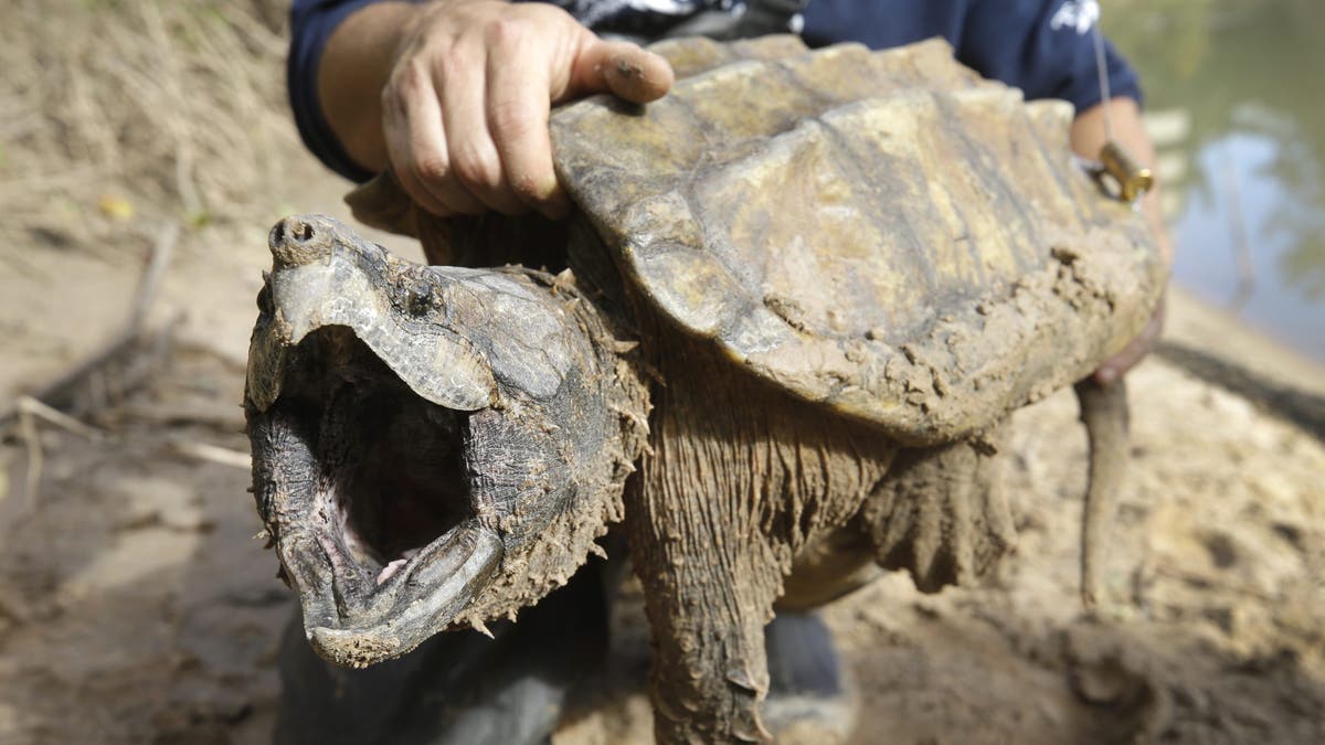 snapping turtle 
