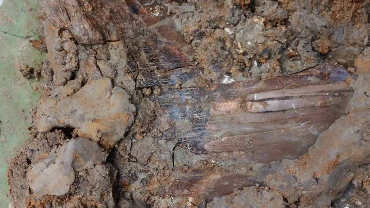 Megalodon tooth uncovered