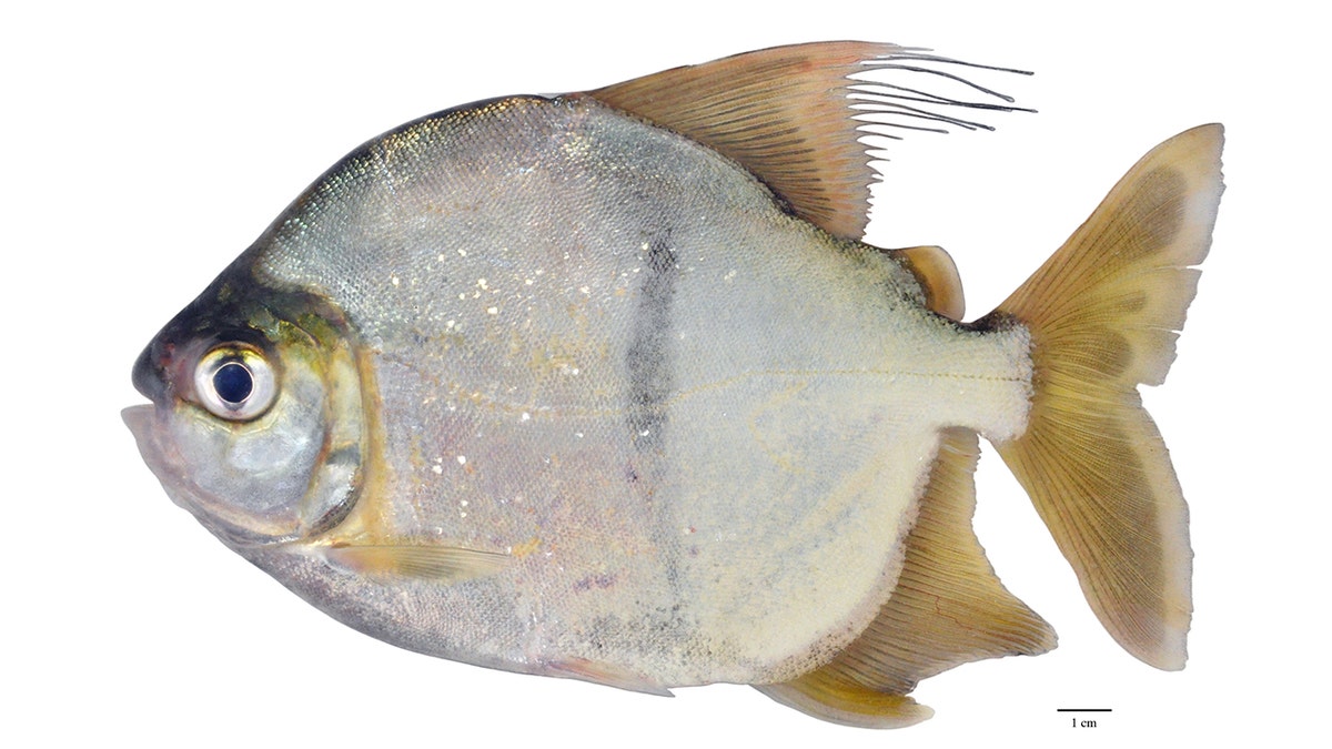 male Title Myloplus sauron