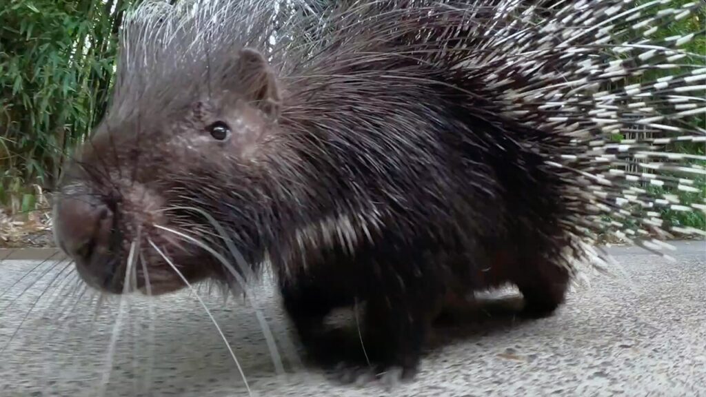 Nolina the porcupine celebrates huge birthday at Oregon Zoo: ‘Looking sharp’