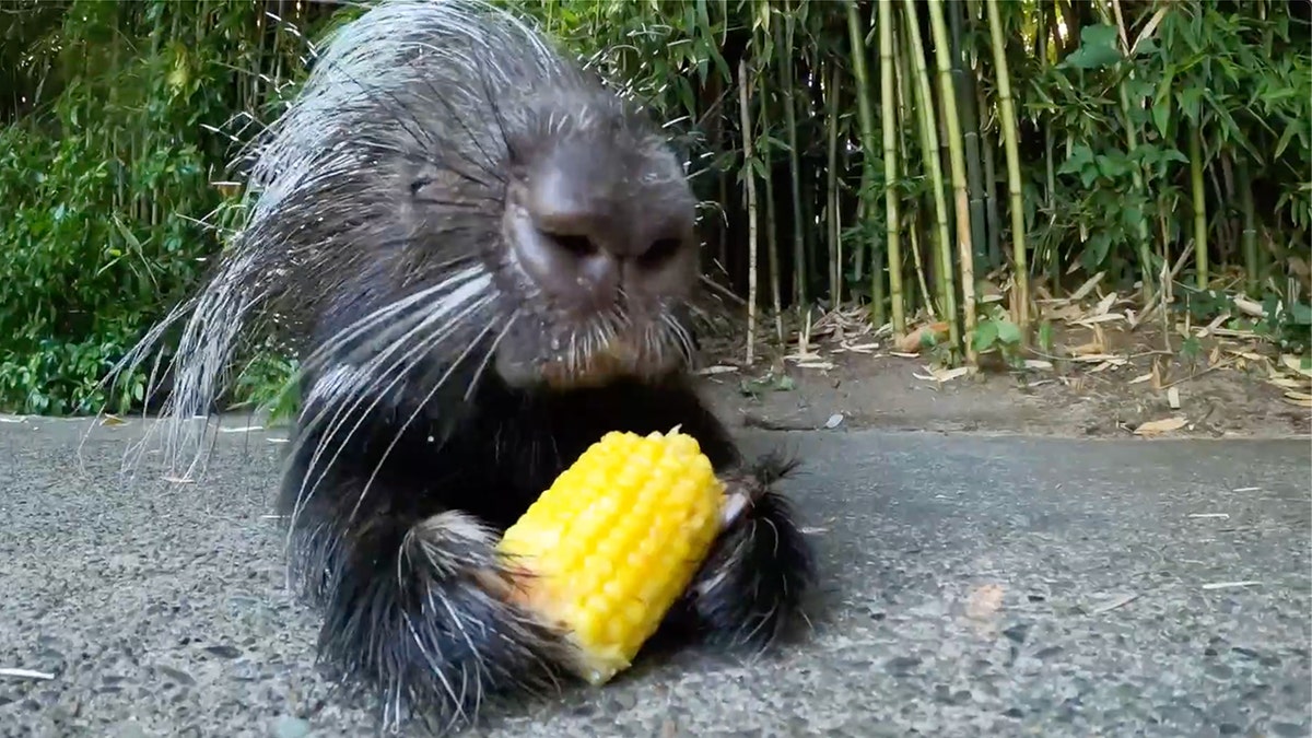 Nolina the Porcupine corn on the cob