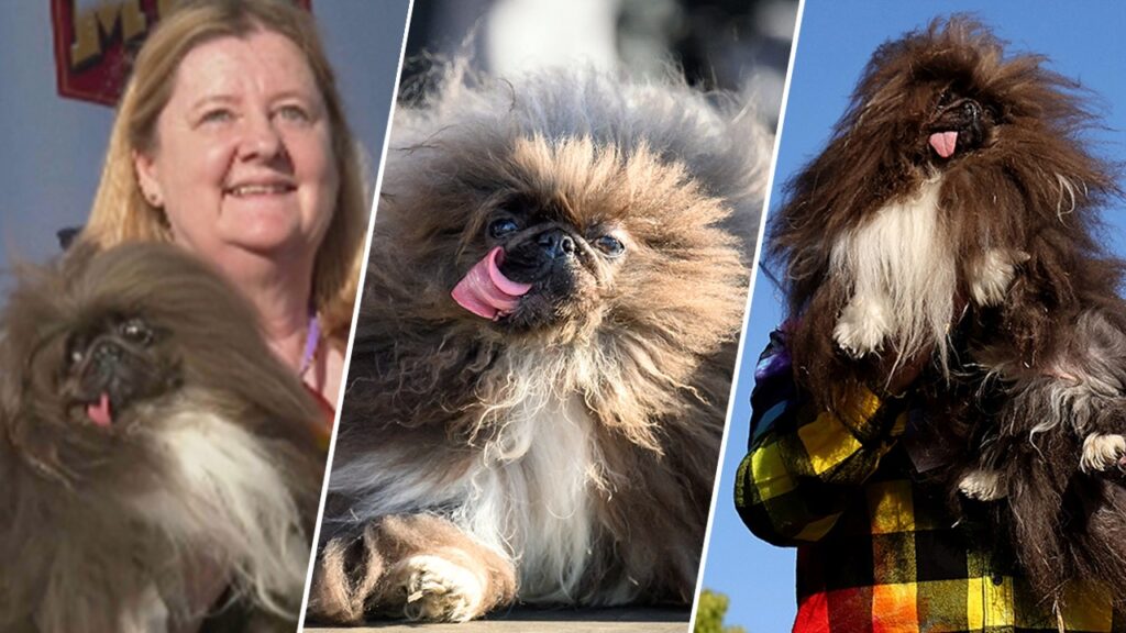 ‘Wild Thang’ lives up to his name, finally crowned ‘World’s Ugliest Dog’ after years of falling short