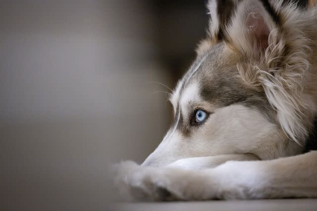 <p>getty</p> Husky dog -- stock image