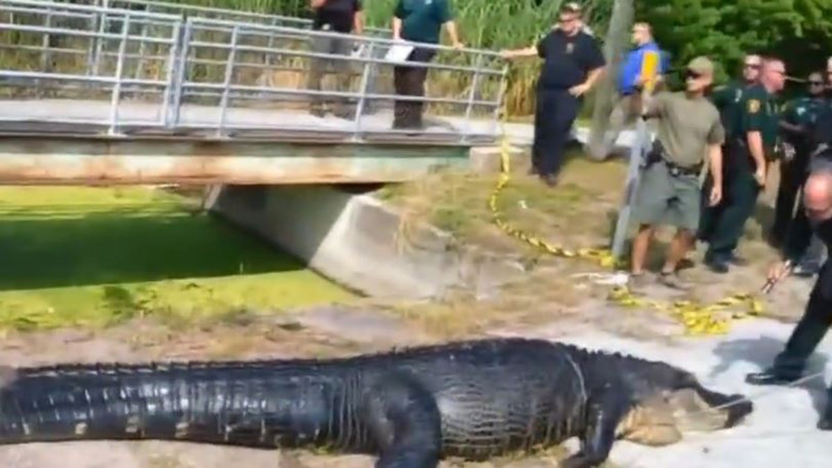 Dead alligator on the ground