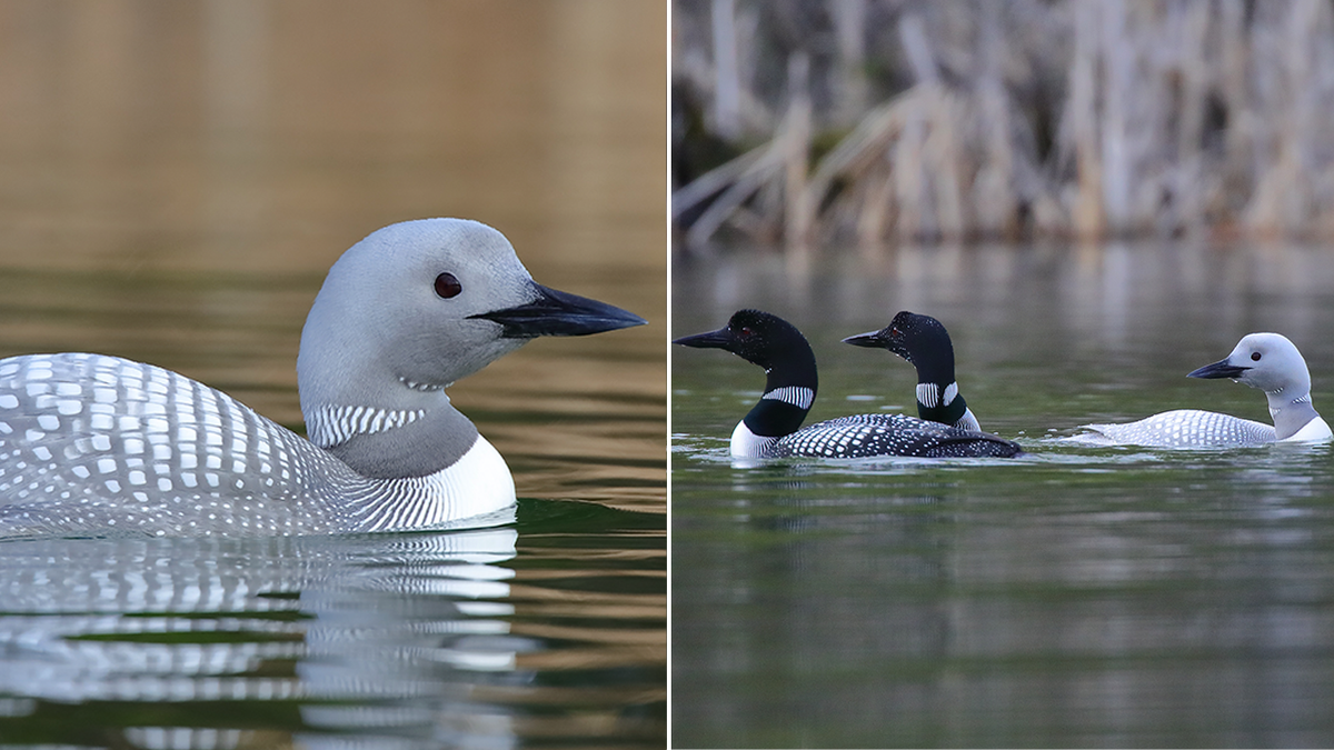 white loon thumb