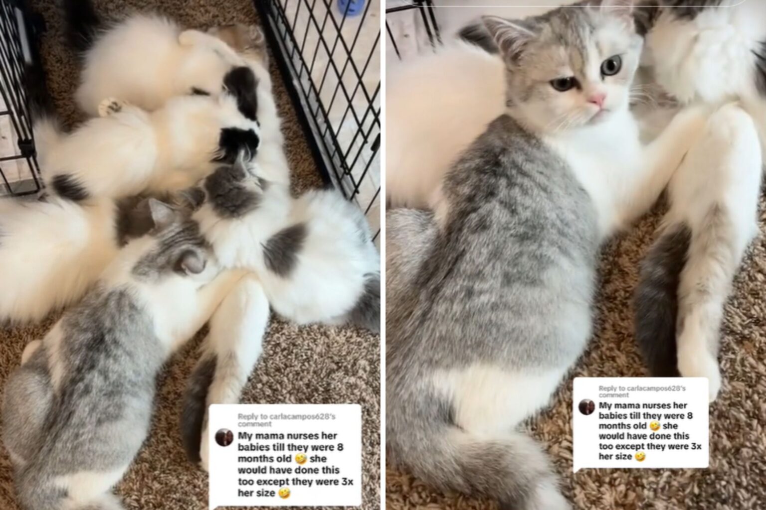 Woman Tries to Stop Male Cat Nursing From His Sister: ‘John, It’s Weird’